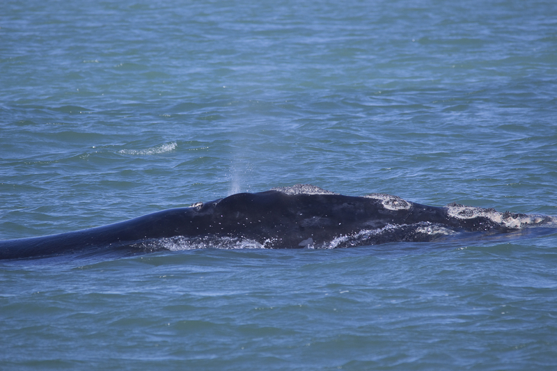 Another North Atlantic Right Whale Found Dead off Virginia Beach