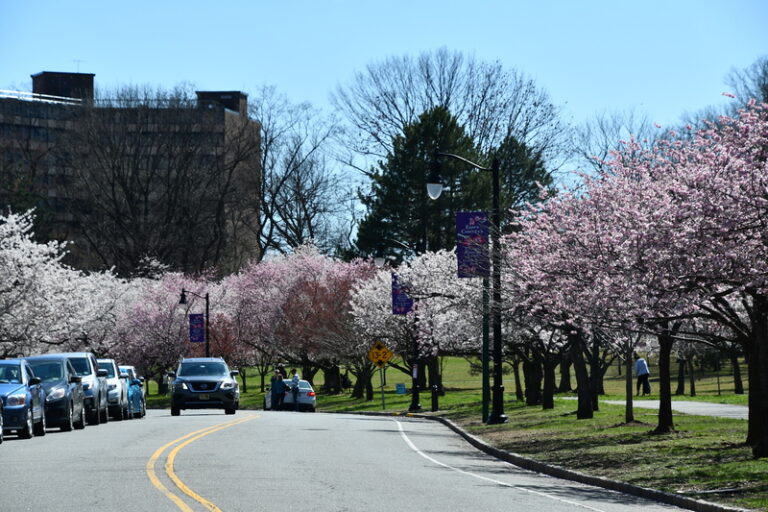 This notorious new jersey city becomes a destination for natural beauty each spring - photo licensed by shore news network.