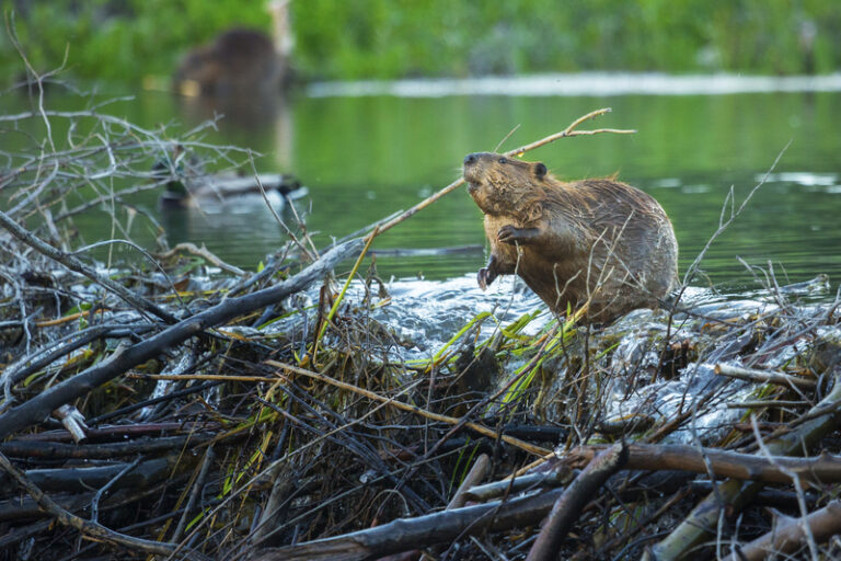 New jersey legislature moves to lift limit on beaver trapping permits - photo licensed by shore news network.
