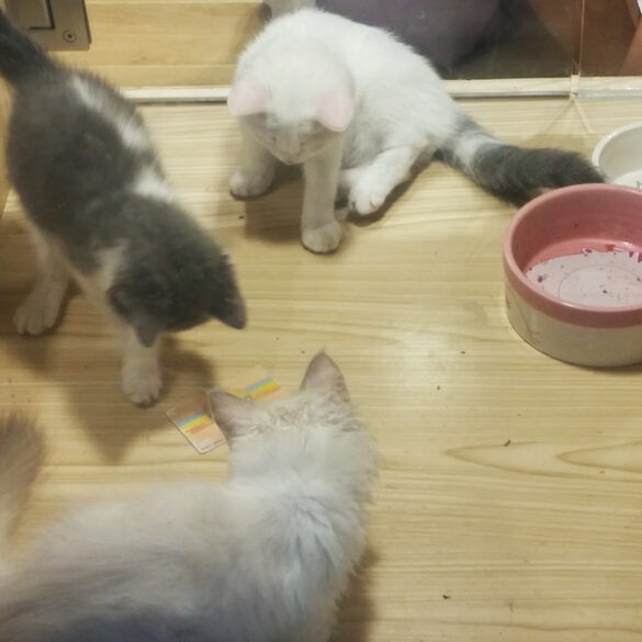 New jersey seeks to toughen laws against unscrupulous pet shops - photo licensed by shore news network.