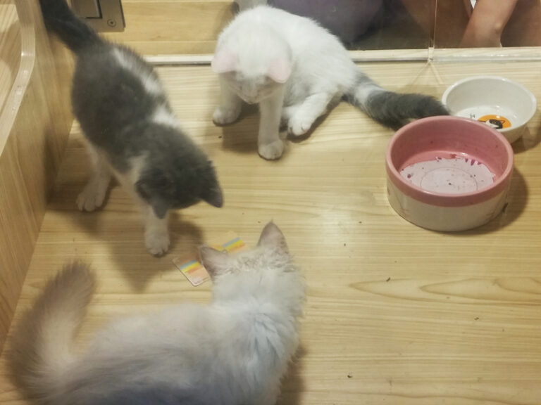 New jersey seeks to toughen laws against unscrupulous pet shops - photo licensed by shore news network.