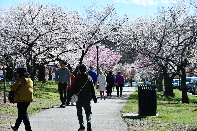 This Notorious New Jersey City Becomes a Destination for Natural Beauty Each Spring This Notorious New Jersey City Becomes a Destination for Natural Beauty Each Spring