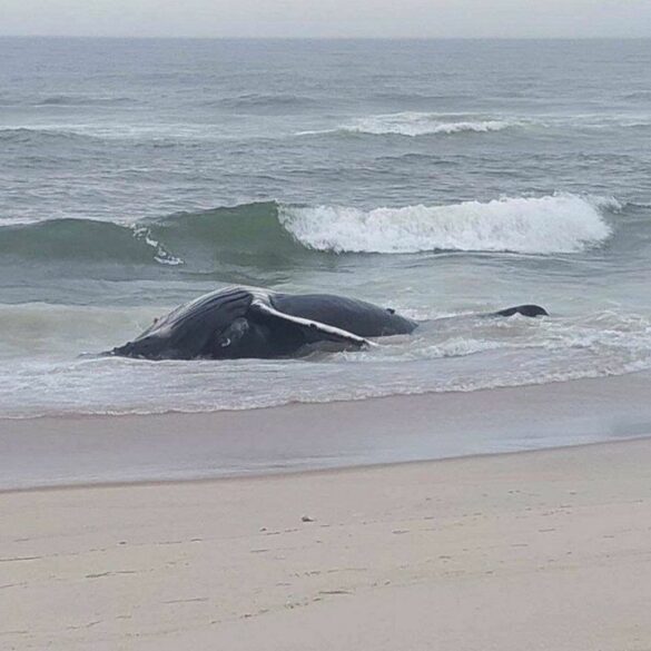 The whale and dolphin deaths that we stopped talking about are still happening in new jersey - photo licensed by shore news network.