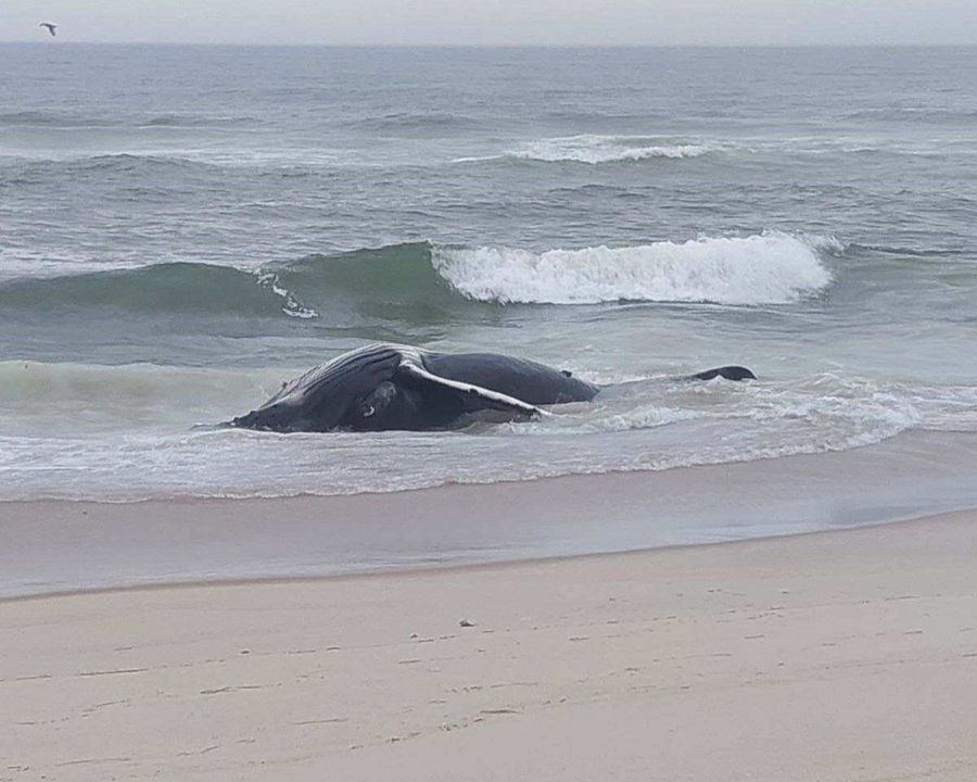 Humpback Whale Found Dead on Beach at the Jersey Shore