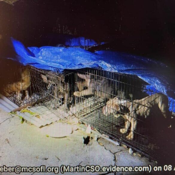 14 dogs rescued from deplorable home in stuart - photo licensed by shore news network.