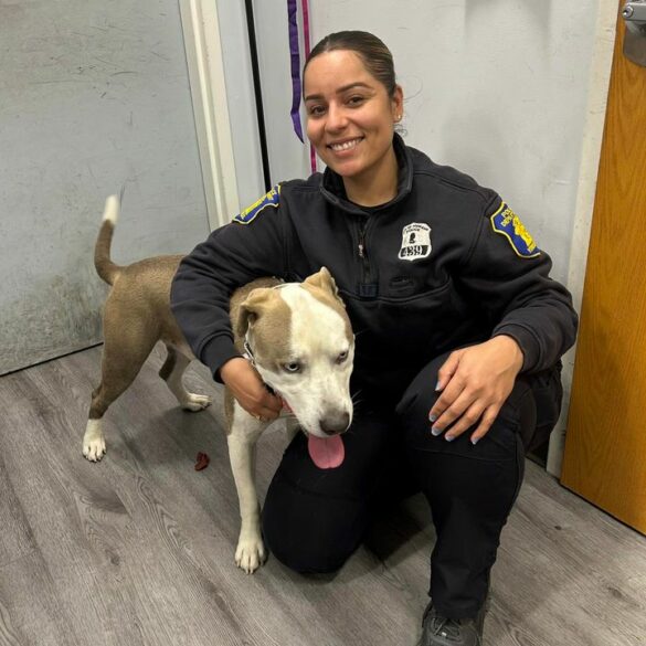 Lost dog found on morris street awaiting reunion with family - photo licensed by shore news network.