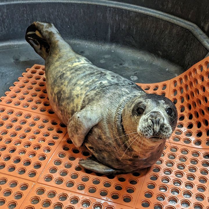 Asbury Park Police and Good Samaritans Protect Resting Seal from Off-Leash Dogs