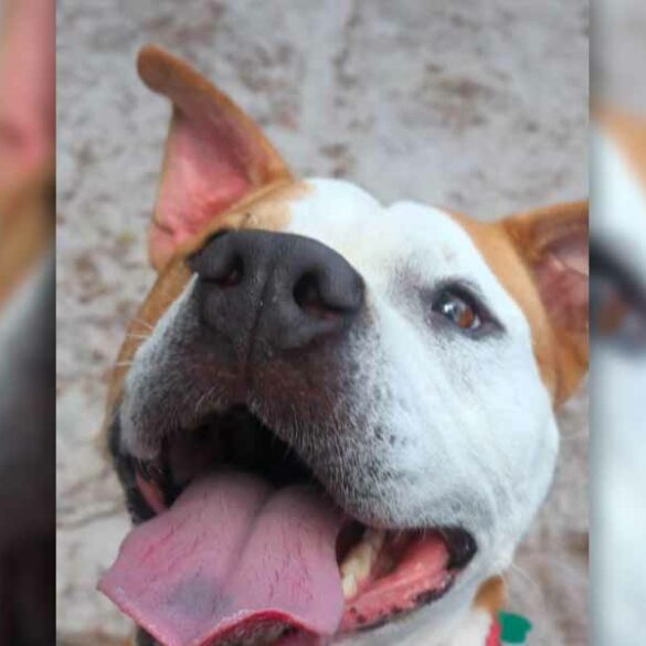 Karol: the dog who chose love over christmas toys still awaits a forever home - photo licensed by shore news network.