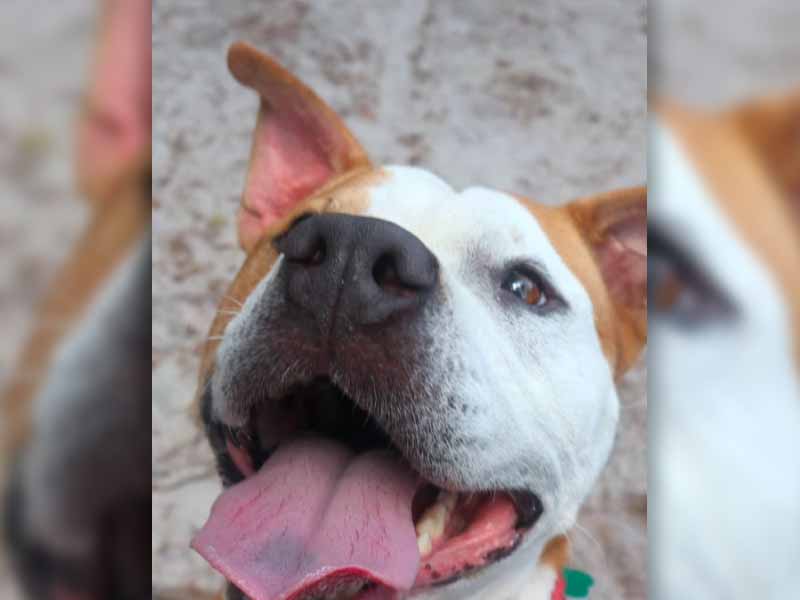 Karol: The Dog Who Chose Love Over Christmas Toys Still Awaits a Forever Home