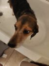 North brunswick police department seeks to find owner of lost dog