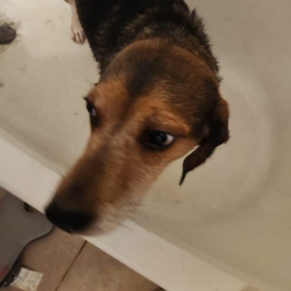 North brunswick police department seeks to find owner of lost dog - photo licensed by shore news network.