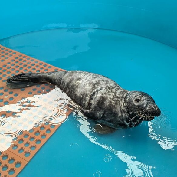 Seal harrassed by beachgoers at jersey shore recovering - photo licensed by shore news network.