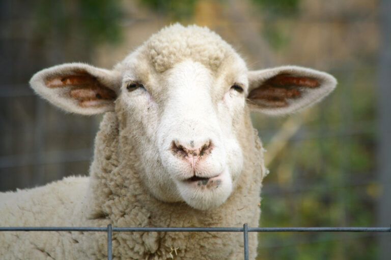 Flock of sheep temporarily escapes, prompting police response - photo licensed by shore news network.