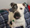 Elderly homeless dog stache looking to live out life in a forever home