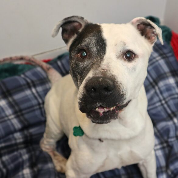 Elderly homeless dog stache looking to live out life in a forever home - photo licensed by shore news network.