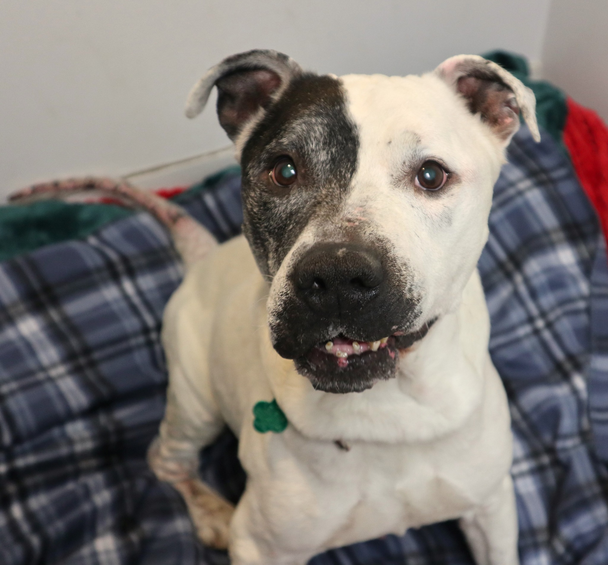 Elderly Homeless Dog Stache Looking to Live Out Life in A Forever Home