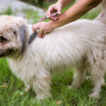 Syringe contained rabies vaccine , inject to a dog for protection.
