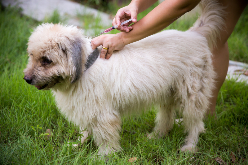 Syringe contained rabies vaccine , inject to a dog for protection.