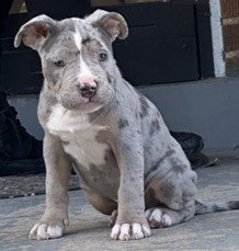 11-Week-Old Puppy Taken in D.C. Burglary