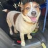 Lost dog found in east brunswick, police seek owners