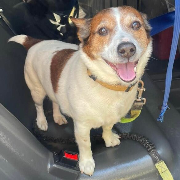 Lost dog found in east brunswick, police seek owners - photo licensed by shore news network.