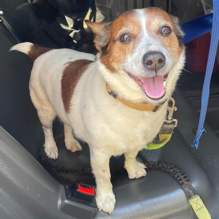 Lost Dog Found in East Brunswick, Police Seek Owners