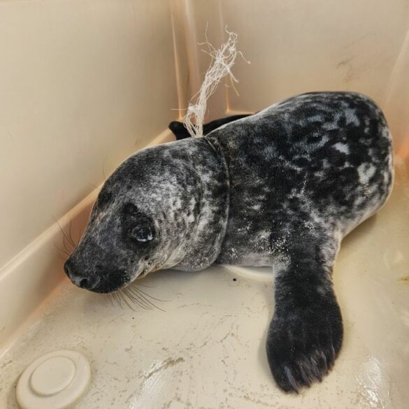 Entangled seal pup rescued after entanglement at island beach state park - photo licensed by shore news network.