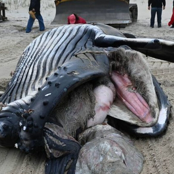 Dead whale on long beach island died from blunt force trauma according to initial investigation - photo licensed by shore news network.