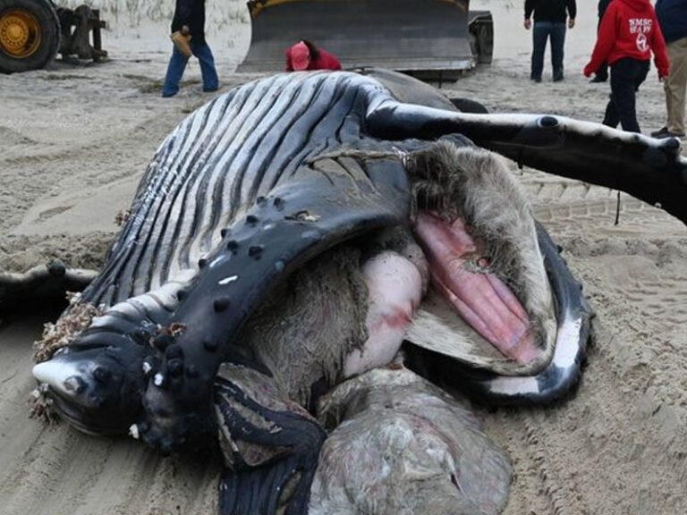 Dead whale on long beach island died from blunt force trauma according to initial investigation - photo licensed by shore news network.