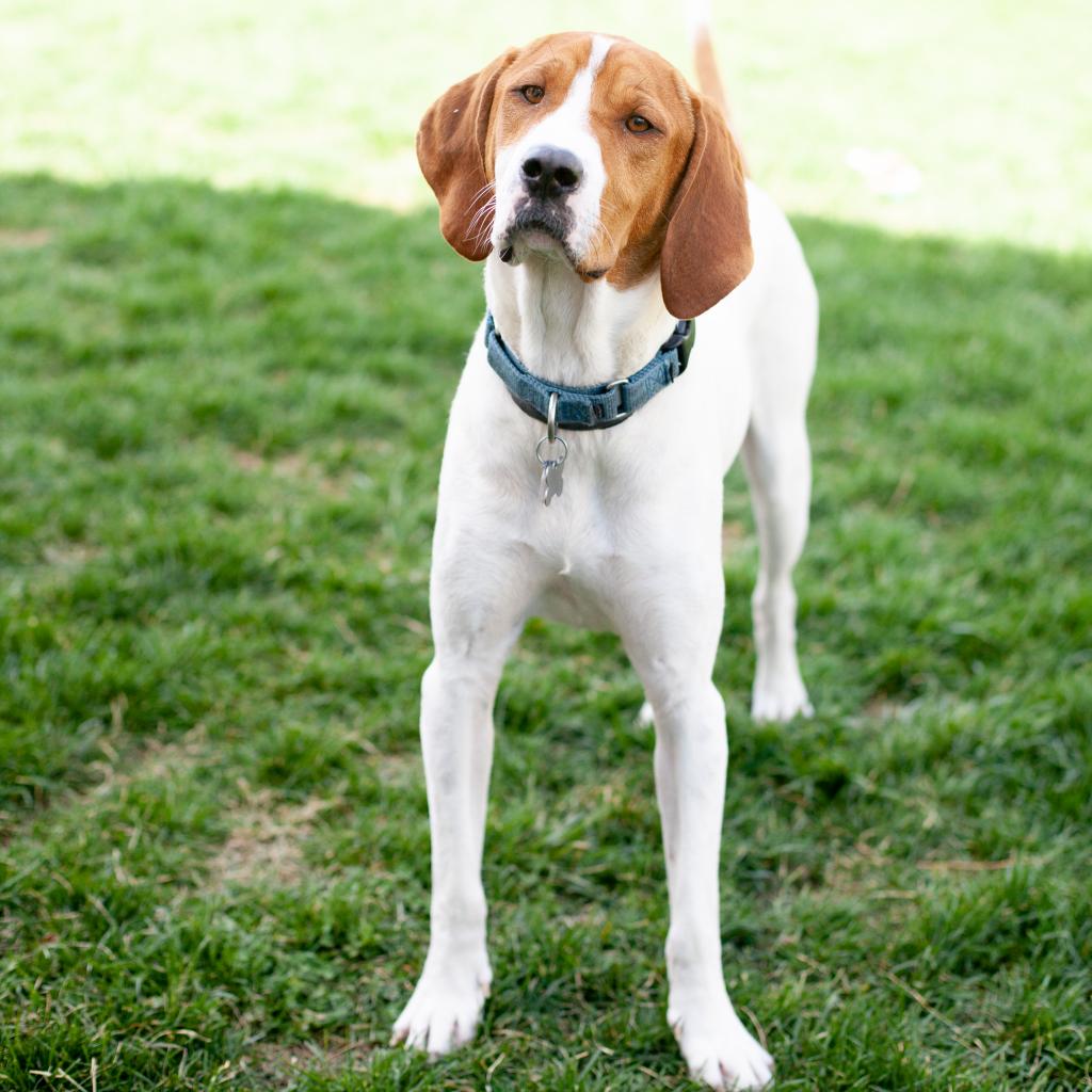 Woman Discovers Her Presumed-Euthanized Puppy is Alive and Up for Adoption