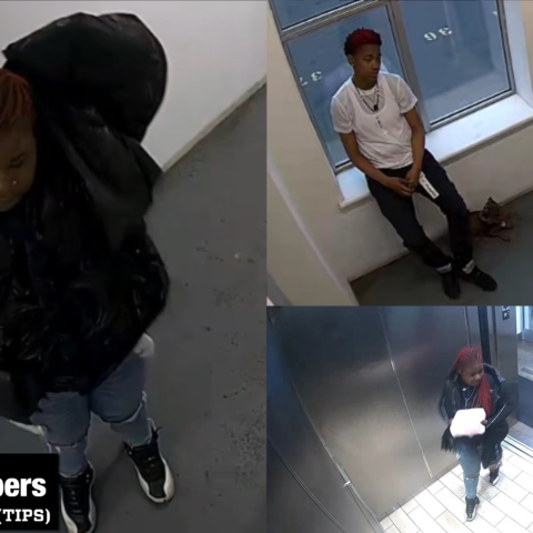 Nypd looking for dognappers who stole beloved dachshund milkshake - photo licensed by shore news network.