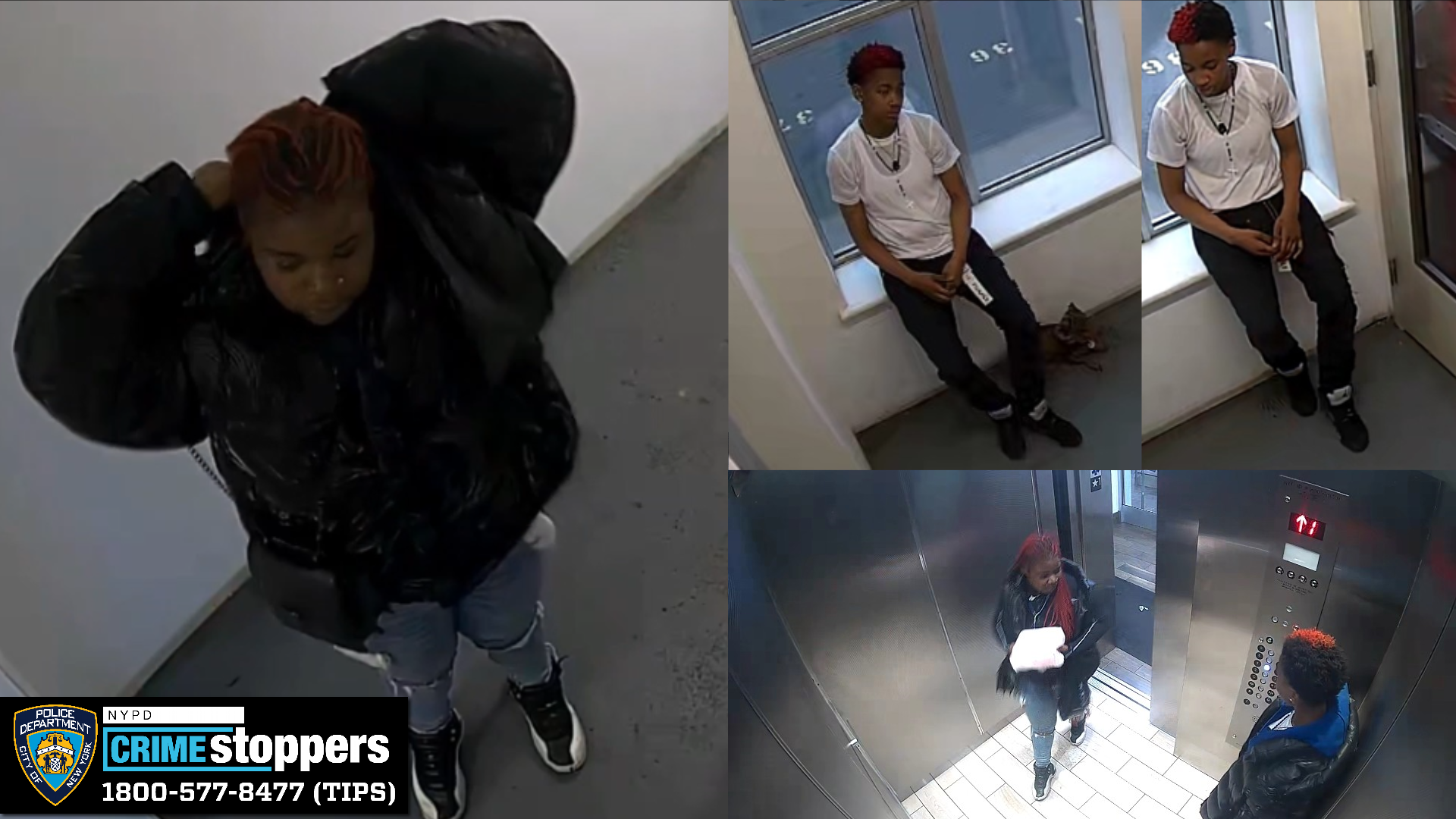 NYPD Looking for Dognappers Who Stole Beloved Dachshund Milkshake