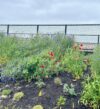 Toms river thanks volunteers for care of beach dune flower ecosystem