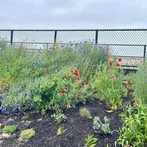 Toms river thanks volunteers for care of beach dune flower ecosystem - photo licensed by shore news network.