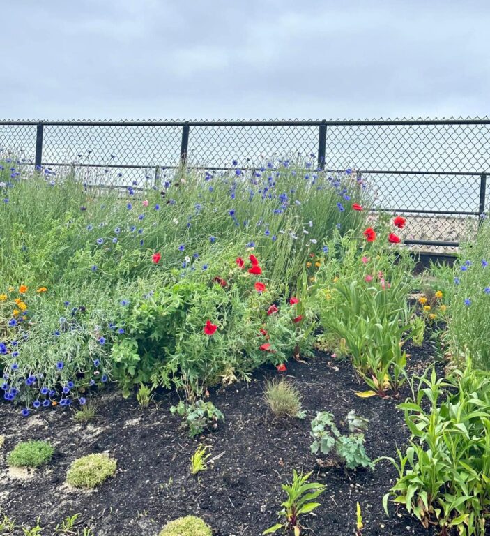 Toms River Thanks Volunteers for Care of Beach Dune Flower Ecosystem