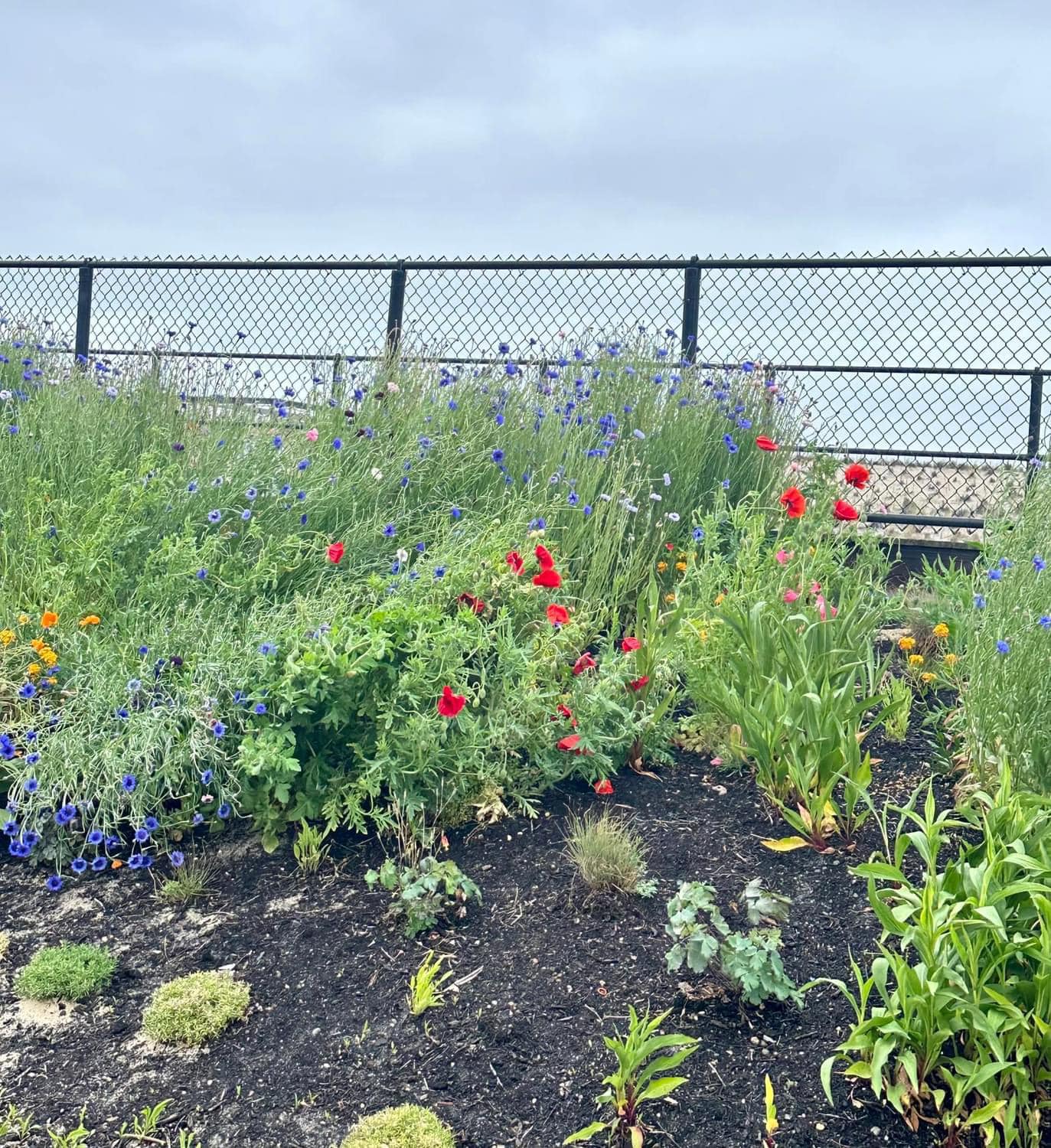 Toms River Thanks Volunteers for Care of Beach Dune Flower Ecosystem