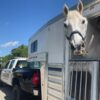 Allegheny police department celebrates brando