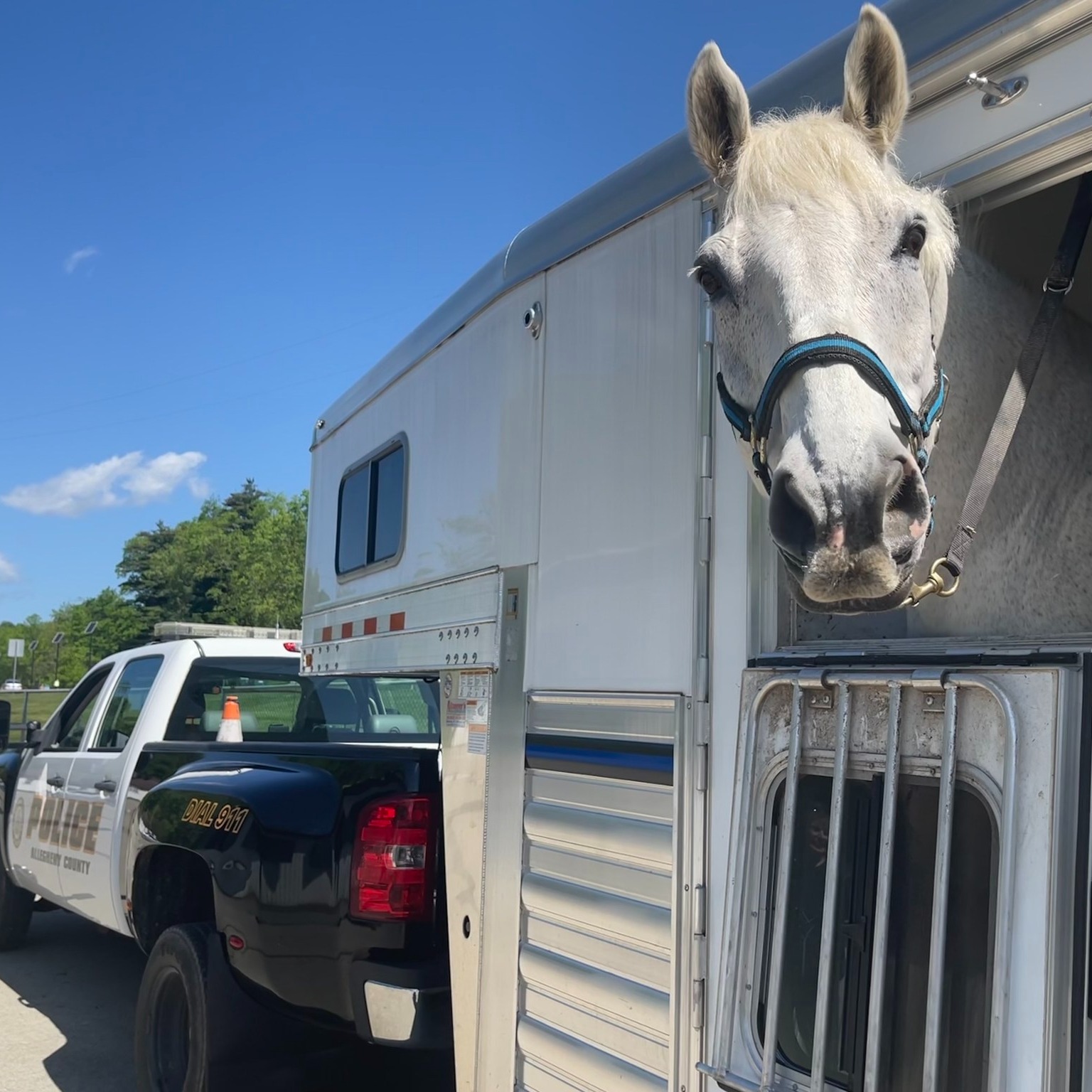 Allegheny Police Department Celebrates Brando