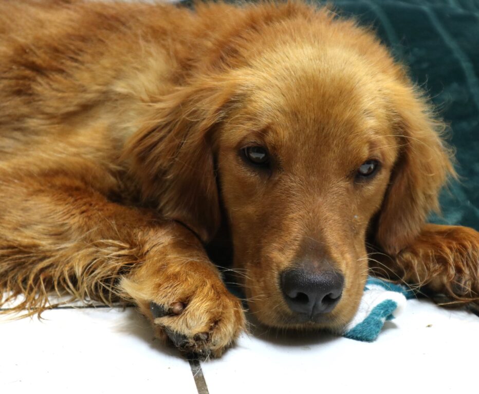 Rescued Puppy Mill Survivor Dorothy Seeks Forever Home in New Jersey Rescued Puppy Mill Survivor Dorothy Seeks Forever Home in New Jersey