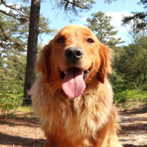 Rescued puppy mill survivor dorothy seeks forever home in new jersey - photo licensed by shore news network.