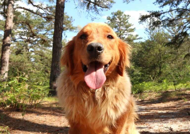 Rescued puppy mill survivor dorothy seeks forever home in new jersey - photo licensed by shore news network.