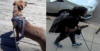 Puppy stolen in d. C. , bandit caught on camera