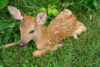 If you see a baby deer or rabbit in new jersey, it usually doesn't need your help