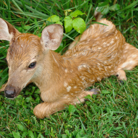 If you see a baby deer or rabbit in new jersey, it usually doesn't need your help - photo licensed by shore news network.