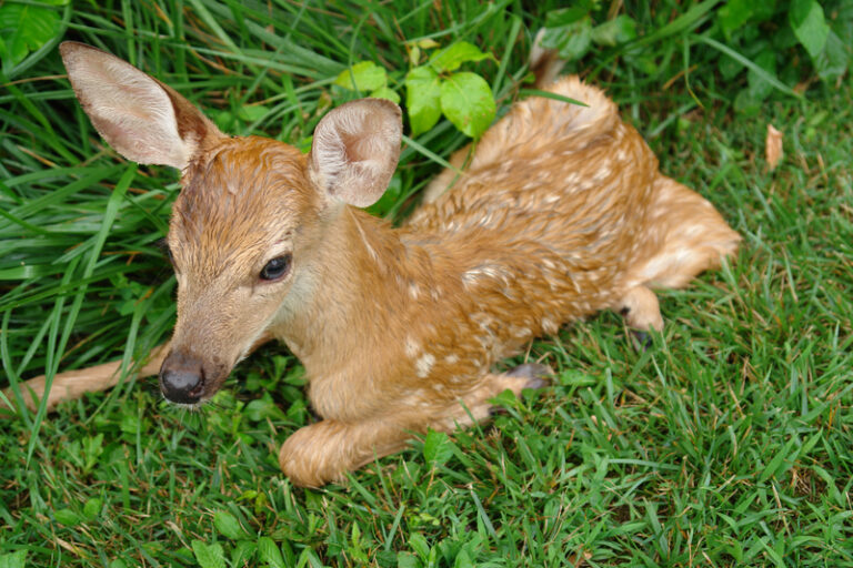 If you see a baby deer or rabbit in new jersey, it usually doesn't need your help - photo licensed by shore news network.