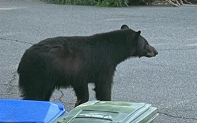 Animal welfare league reports bear sightings in arlington area - photo licensed by shore news network.