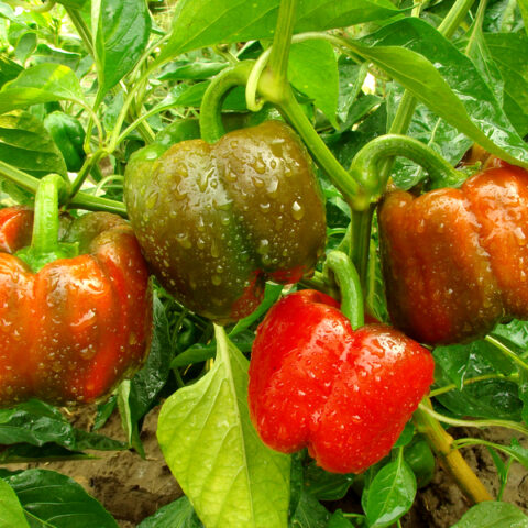 Ten things you should be planting in your new jersey zone 7a garden right now - photo licensed by shore news network.