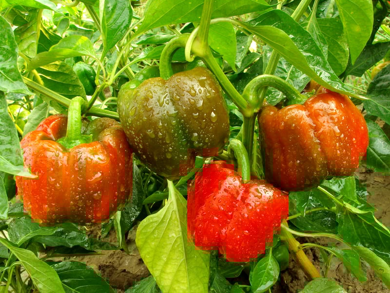 Ten Things You Should be Planting in Your New Jersey Zone 7A Garden Right Now