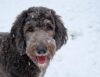 Pennsylvania breeder charged for killing dogs that didn't sell