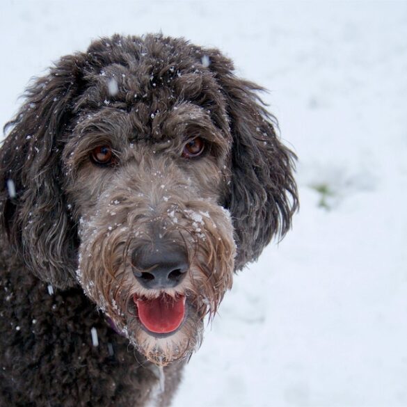 Pennsylvania breeder charged for killing dogs that didn't sell - photo licensed by shore news network.